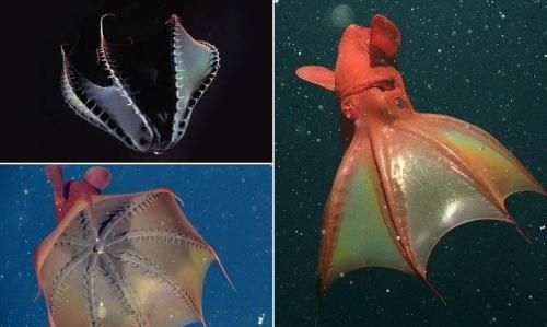 7 интересных фактов о моллюсках. Интересные факты о моллюсках + Видео