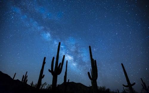 Кактусы необычные факты. Кактусы — интересные факты