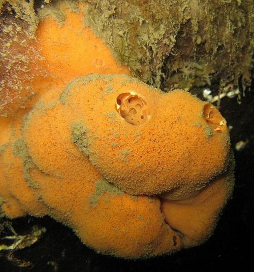 Питание губок. 