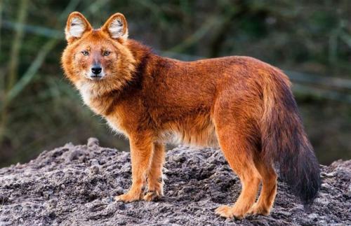 Красный волк. Исчезающий вид из Красной книги