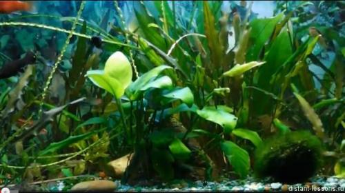 Водоросли интересные факты. Интересные факты о красных водорослях 07