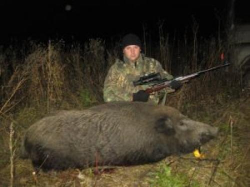 Самка кабана. Вес кабана