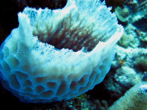 Морские губки. – EPOCH TIMES –