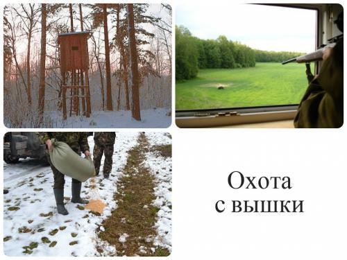 Кабан интересные факты. Интересное о кабанах 37