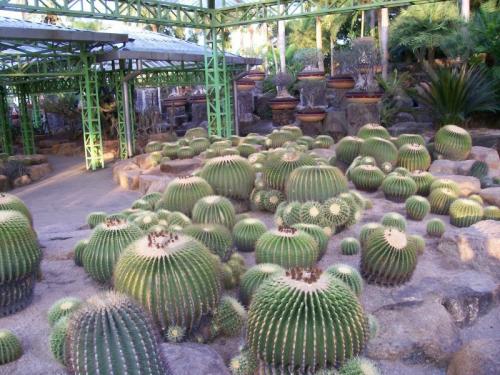 Кактус интересные факты для детей. 10 интересных фактов о, кактусах 14