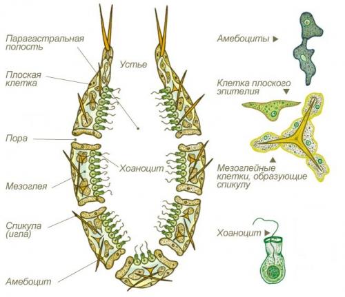 Губки строение. Строение представителей Типа Губки