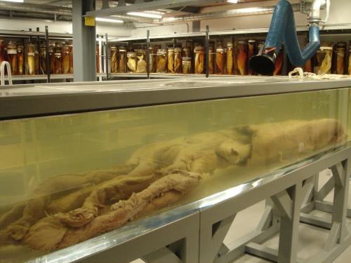 Кальмары в природе. Гигантский кальмар.