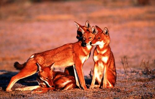 Красный волк. Исчезающий вид из Красной книги