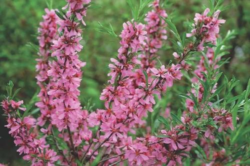 Растения Красной книги. Редкие растения Красной книги Казахстана