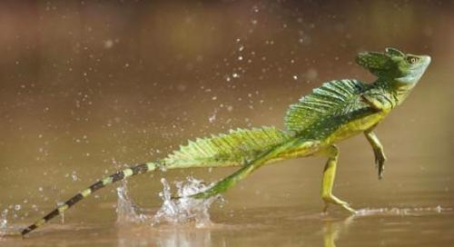 Интересные факты о чешуйчатых. Представляем интересные факты о ящерицах
