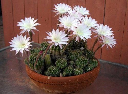 Интересные, кактусы. Какой, кактус выбрать?