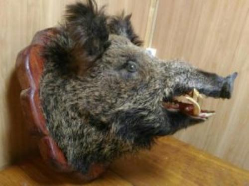 Все про дикого кабана. Как выглядит кабан