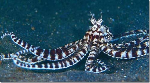 Голожаберные моллюски интересные факты. Интересные факты о моллюсках