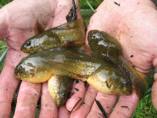 Интересные факты земноводные. Амфибии (земноводные) интересные факты 07 Интересные факты земноводные. Амфибии (земноводные) интересные факты 07