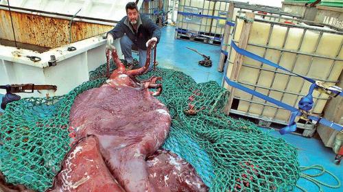 Антарктический гигантский кальмар. Антарктический глубоководный кальмар, самая большая закуска к пиву