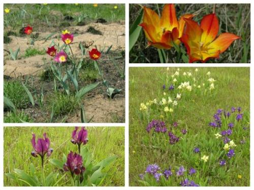 Растения степи. Степной калейдоскоп, или Что в степи растет