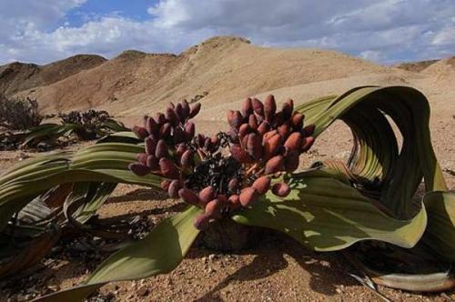 Необычные голосеменные растения. Голосеменные растения общая характеристика и примеры