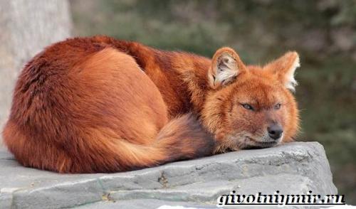 Красный волк почему вымирает. Особенности и среда обитания красного волка