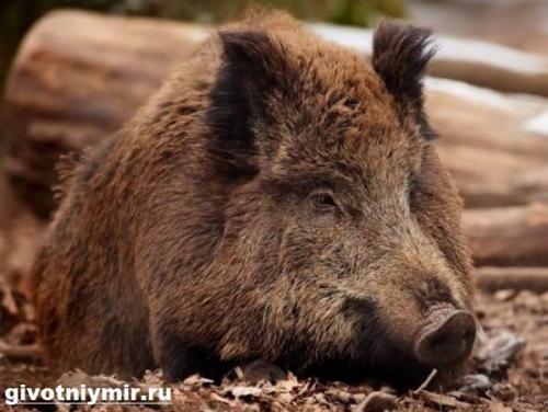 Описание дикого кабана. Особенности и описание дикого кабана