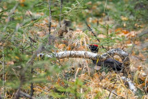 Интересные факты о дятлах для детей. 11 фактов о желне