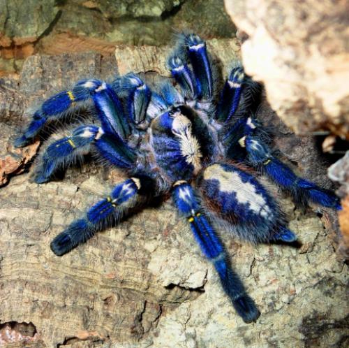 Факты о животных из Красной Книги. Животный мир Красной Книги России 06