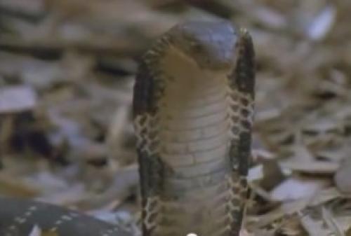 Интересные факты о змеях. 15 интересных фактов о змеях