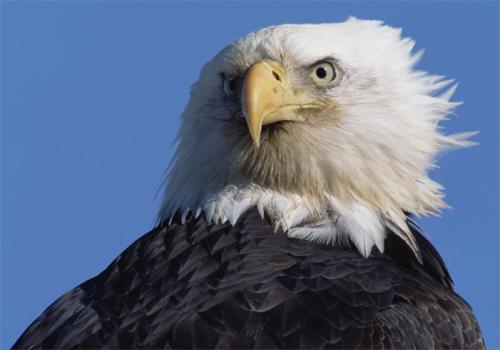 Линька орла. Орел царь или мученик