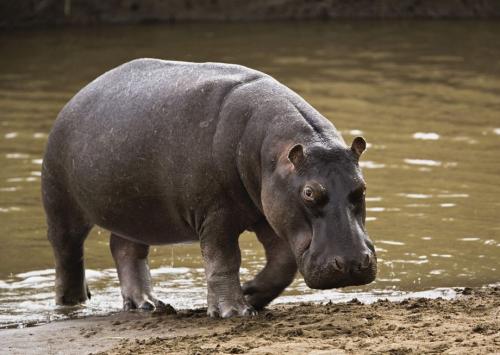 Факты о бегемотах. Интересные факты о гиппопотаме: вещи, которые вы не знали о бегемоте 05 Факты о бегемотах. Интересные факты о гиппопотаме: вещи, которые вы не знали о бегемоте 05