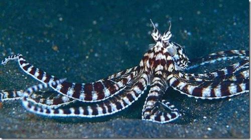 Голожаберные моллюски интересные факты. Интересные факты о моллюсках