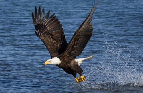 Орел информация. Описание