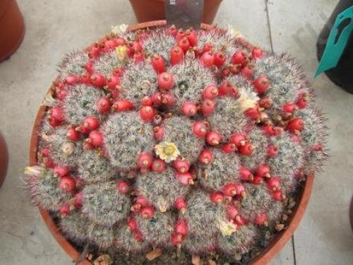 Кактус интересные факты для детей. 10 интересных фактов о, кактусах 18