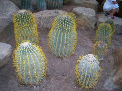 Кактус интересные факты для детей. 10 интересных фактов о, кактусах 15