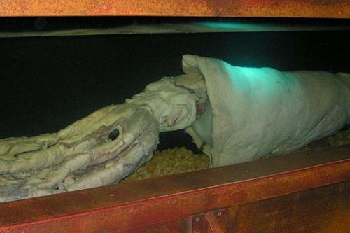 Кальмары в природе. Гигантский кальмар.