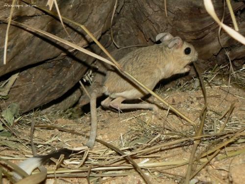 Сообщение о тушканчике. Тушканчик – животное пустыни и степи: описание с фото, картинками и видео, чем питается в пустыне. Виды: большой, длинноухий, пустынный тушканчики.