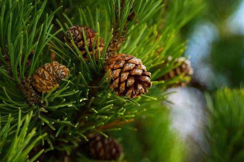 Необычные голосеменные растения. Голосеменные растения общая характеристика и примеры