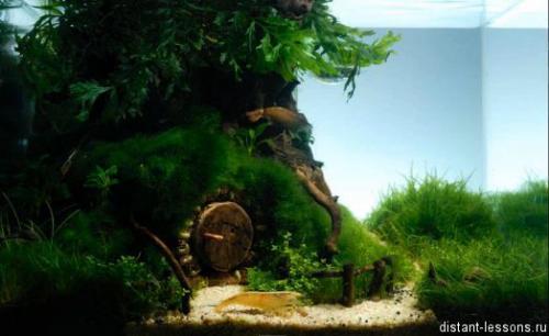 Водоросли интересные факты. Интересные факты о красных водорослях 05