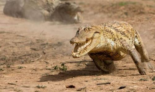 Интересные факты о крокодилах