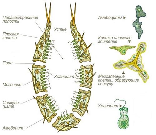 Интересные факты о морских губках. Морские губки 10