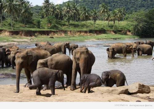 Метеориты факты интересные.  