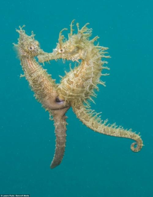 Морской конек анатомия. Морской конек: Беременные отцы, шахматы и феминизм