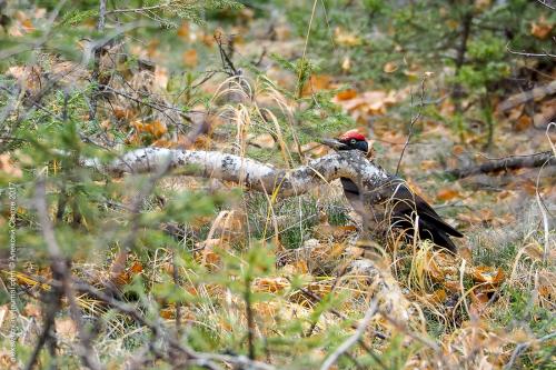 Интересные факты о дятлах для детей. 11 фактов о желне