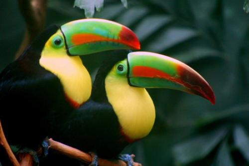 Интересные факты тукан. Тукан