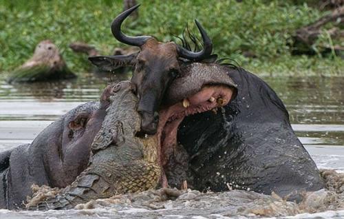 Бегемот разбрасывает хвостом. Особенности