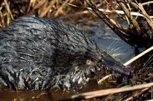 Выхухоль интересные факты. 10 фактов о выхухоли 01