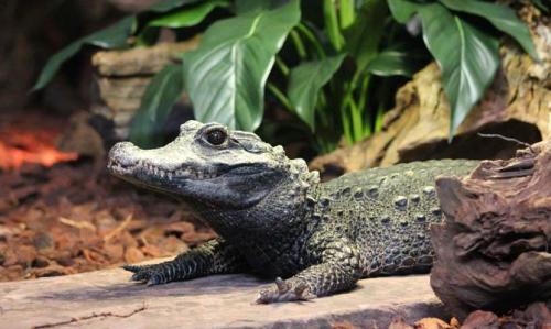 Интересные факты о крокодилах