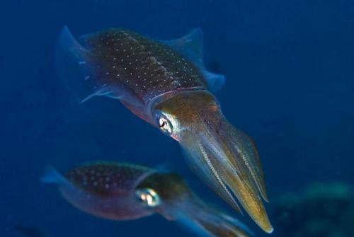 Чем питаются кальмары. Описание и особенности кальмара