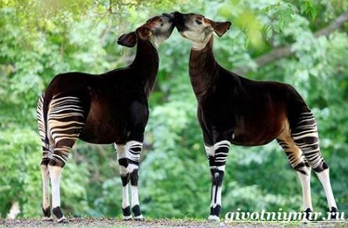 Язык окапи. Описание и особенности окапи