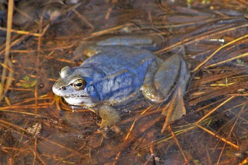 Интересные факты земноводные. Амфибии (земноводные) интересные факты 05 Интересные факты земноводные. Амфибии (земноводные) интересные факты 05