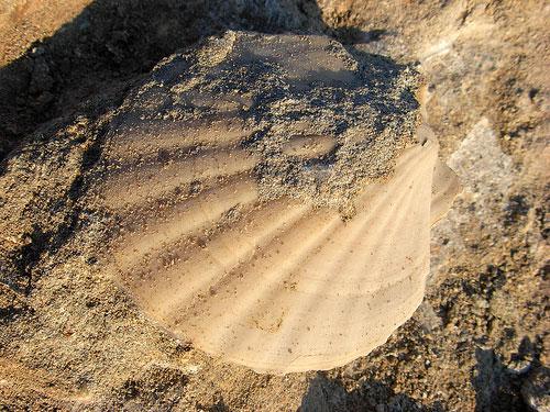 Интересные факты о моллюсках того чего нету в книге. Двустворчатые 22