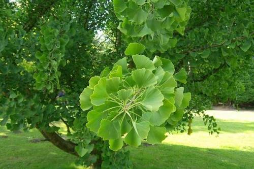 Необычные голосеменные растения. Голосеменные растения общая характеристика и примеры